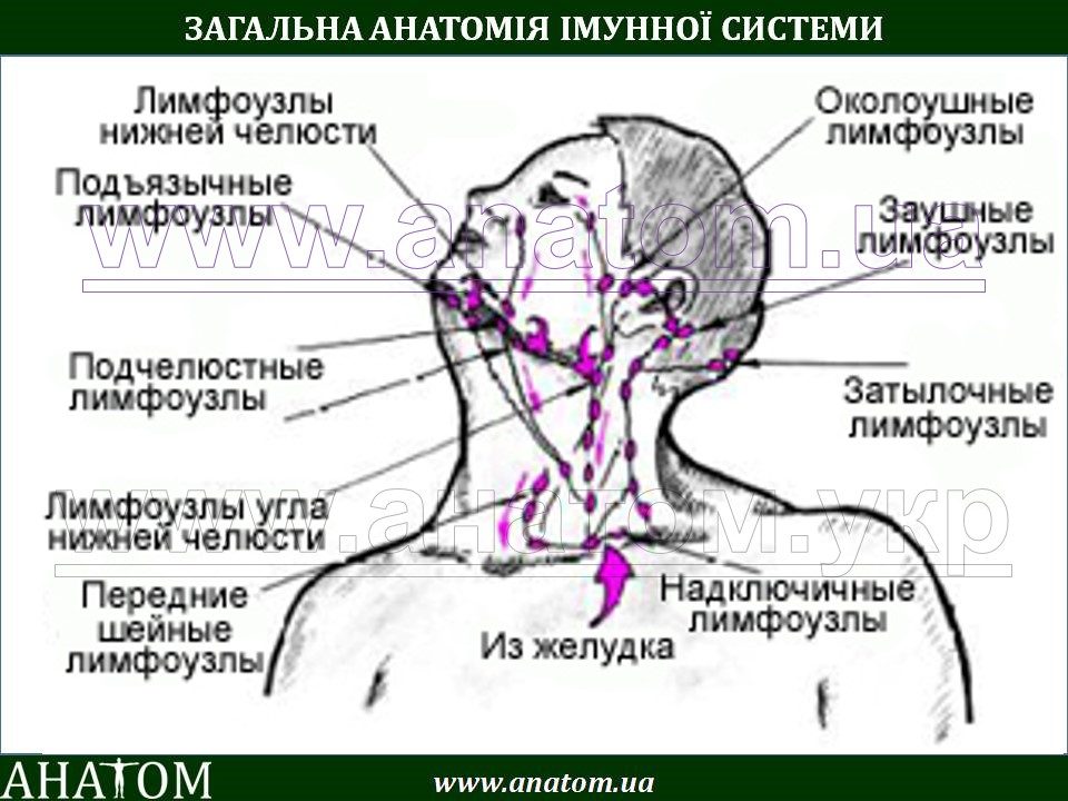 Касторовое масло и его применение, отзывы Как заклеить ноготь чайным пакетиком, если он. - m