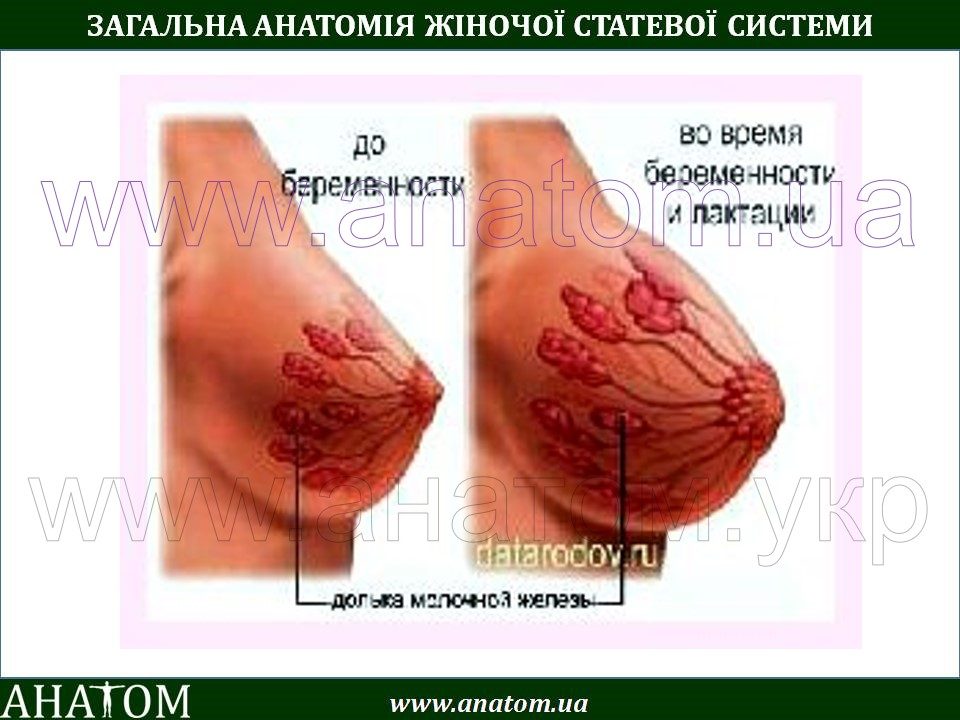Молозиво у беременной женщины 21