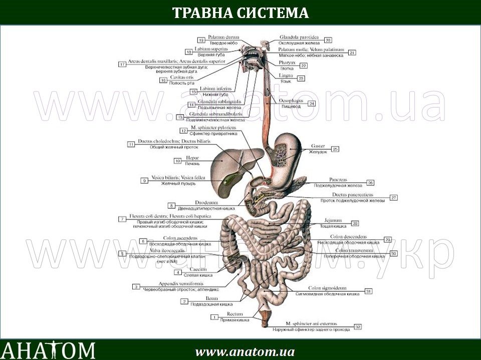 Схема внутренних органов пищеварения Схема внутренних органов пищеварения