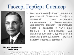 Слайд12