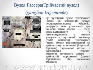 Слайд13