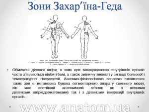 Слайд20