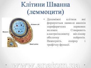 Слайд2