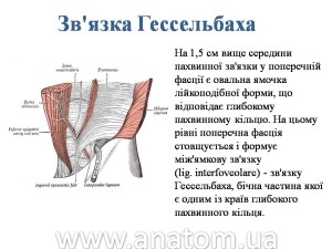 Слайд21