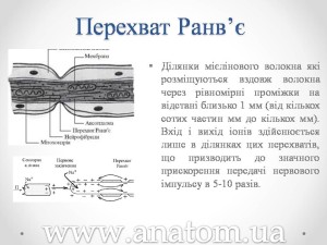Слайд4
