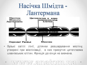 Слайд7