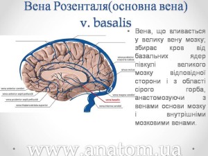 Слайд84