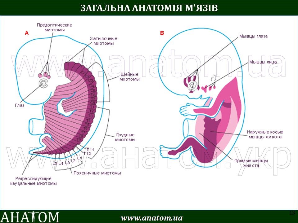 комплексом зачатков осевых органов зародыша. поперечный разрез зародыша человека. миотомы головы и туловища эмбриона. формирование мышц в онтогенезе. миотомов сомитов.