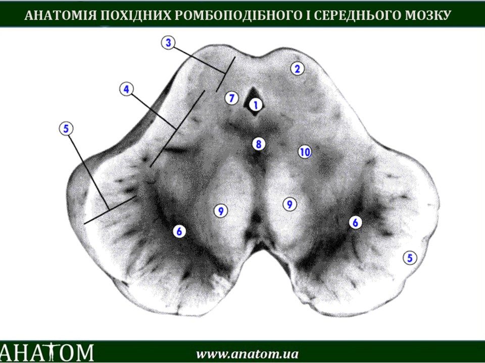 Средний мозг поперечный разрез. 2 холмика. Рефлексы четверохолмия среднего мозга. Строение среднего мозга нижний холмик. 2 холмика.