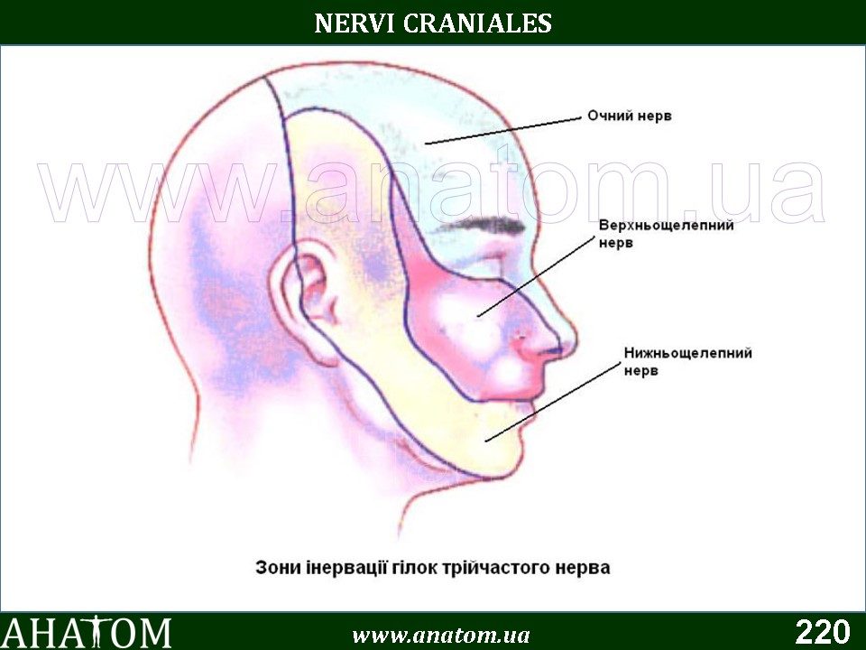 Тейпирование тройничного нерва. Воспаление тройничного лицевого нерва. Дергается нерв на щеке. Воспаление тройничного нерва. Иннервация тройничного нерва.