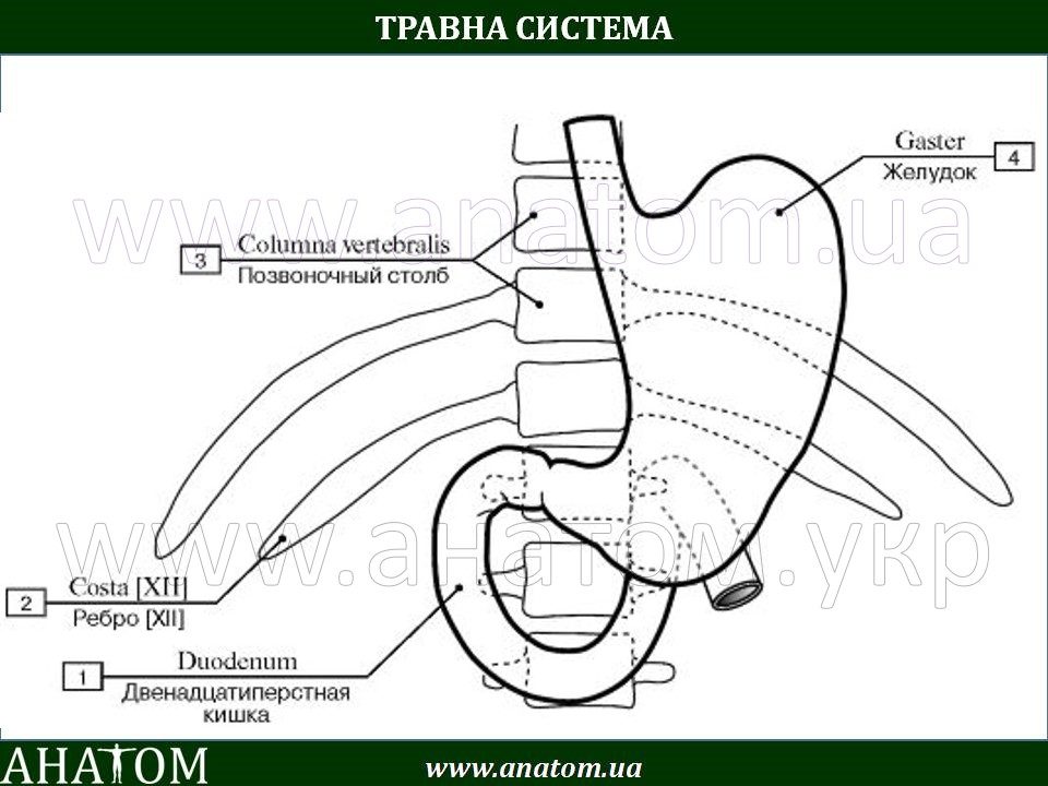 Схема расположения желудка. Двенадцатиперстная кишка скелетотопия. Скелетотопия двенадцатиперстной кишки схема. Скелетотопия желудка анатомия. Области живота и проекция 12-перстной кишки.