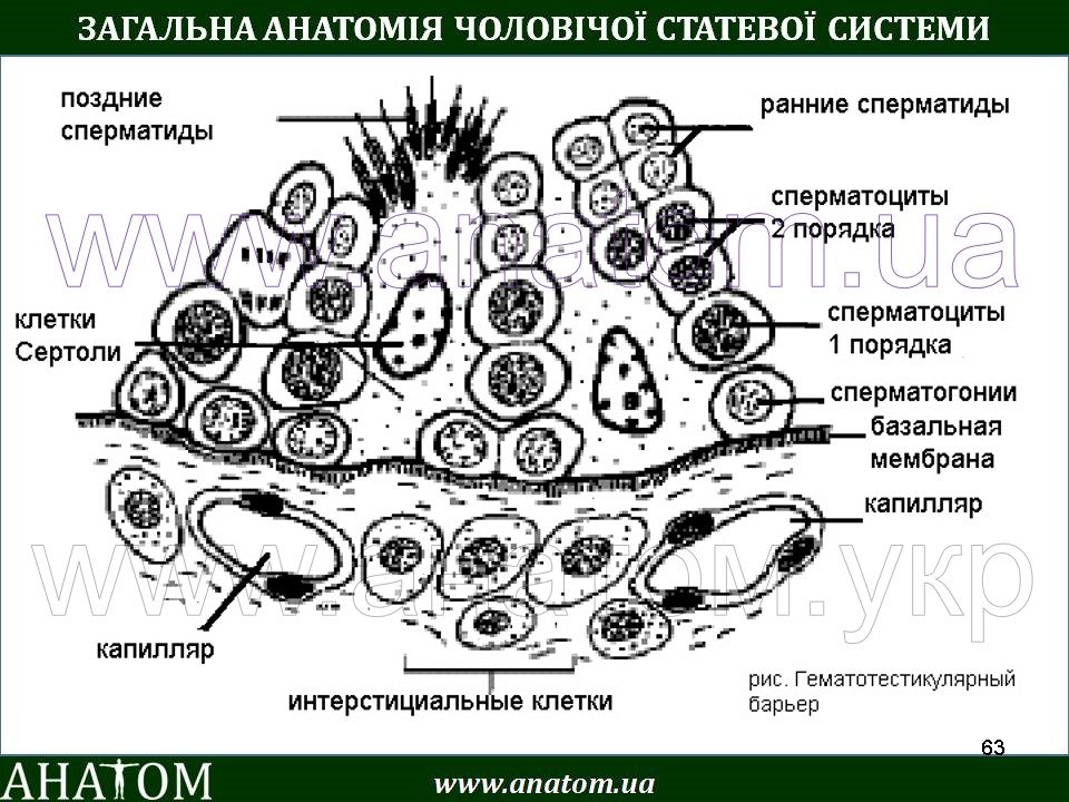 Гематотестикулярный барьер схема. Гемато вестибулярный барьер. Функции гематотестикулярного барьера. Схема гематотестикулярного барьера. Гематотестикулярный барьер строение.