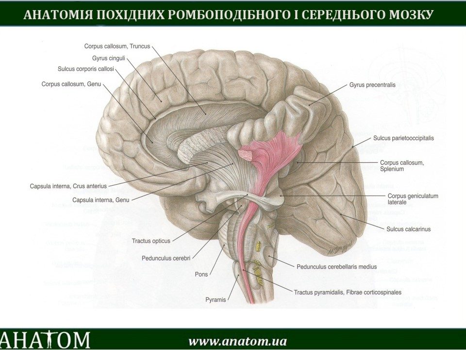 Corpus callosum строение. Corpora перевод с латинского. Splenium corpossi callosum. Части мозолистого тела головного мозга. Корпус стриатум.