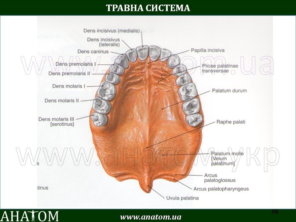 Зев полости рта анатомия. Raphe латынь. Небные железы (glandulae palatinae). Raphe латынь. Function of nucleus.