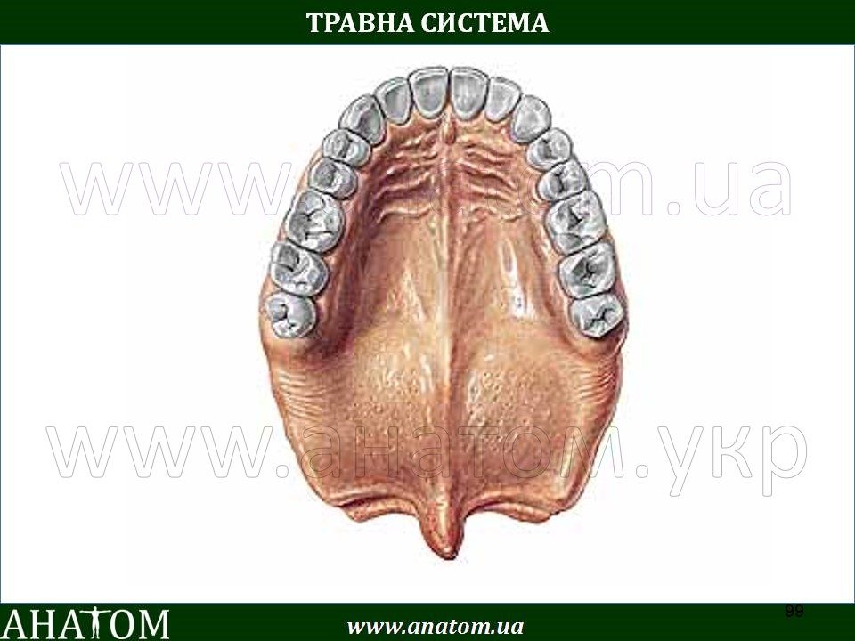 Raphe латынь. Raphe латынь. Raphe nuclei. M mylohyoideus. Raphe латынь.