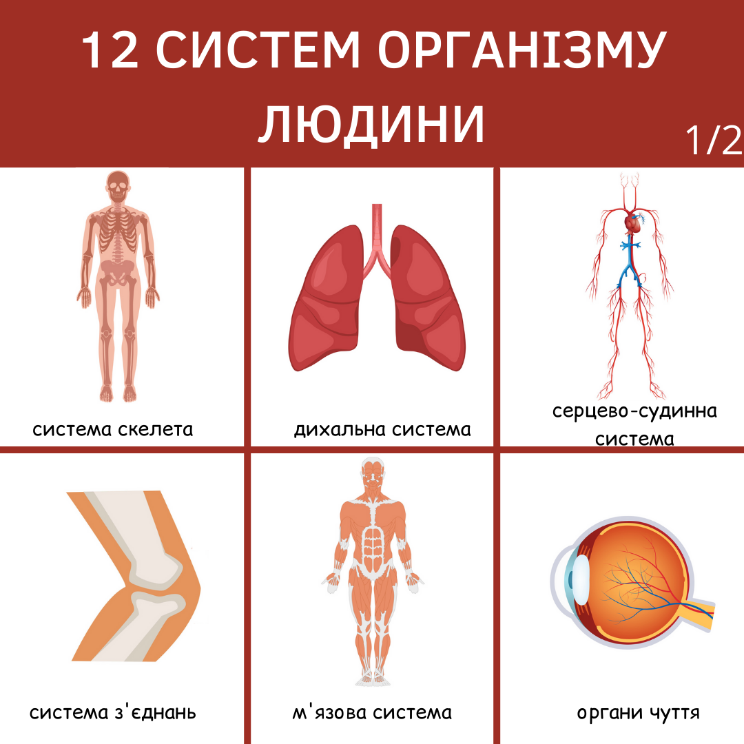 12 – АНАТОМ | ANATOM.UA