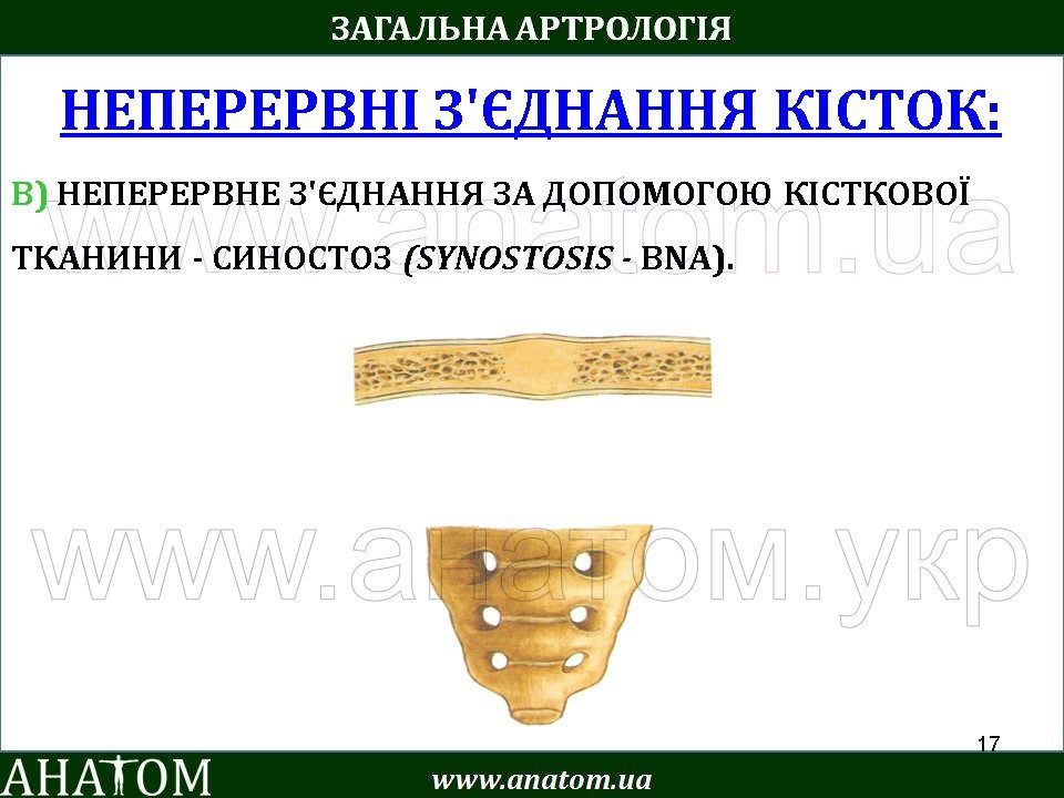 4 – ARTHROLOGIA – АНАТОМ | ANATOM.UA