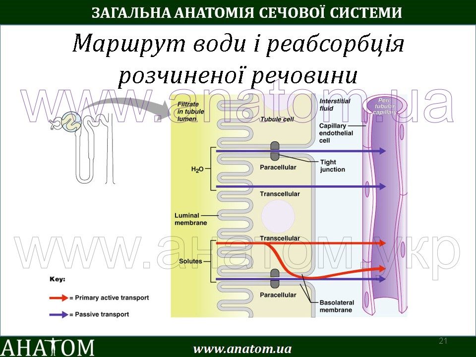 9 – SYSTEMA URINARIUM / СЕЧОВА СИСТЕМА – АНАТОМ | The ANATOMIST