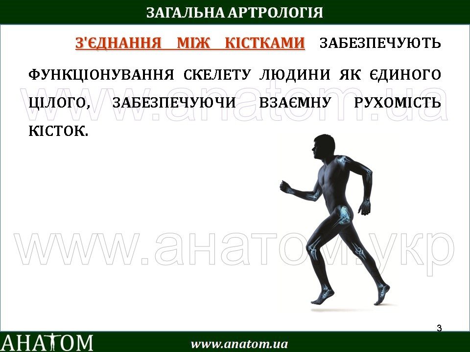 4 – ARTHROLOGIA – АНАТОМ | ANATOM.UA