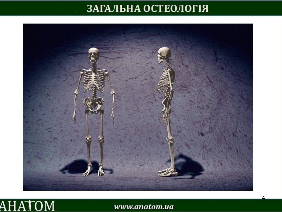 3 – OSTEOLOGIA – АНАТОМ | ANATOM.UA