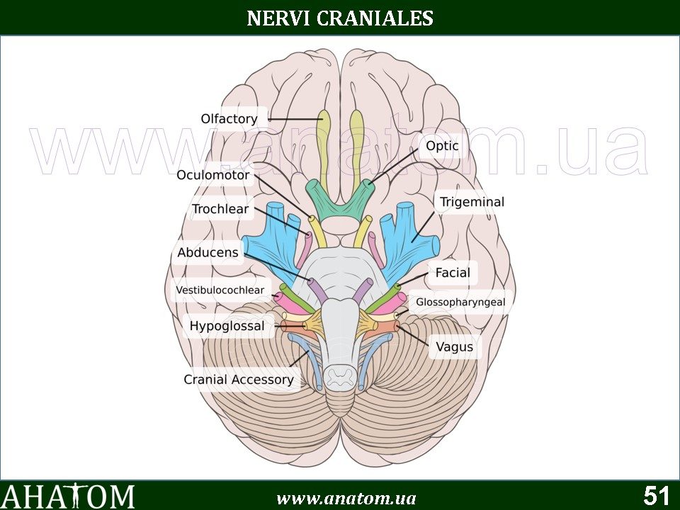 19 – NERVI CRANIALES#ЧЕРЕПНІ НЕРВИ – АНАТОМ | ANATOM.UA